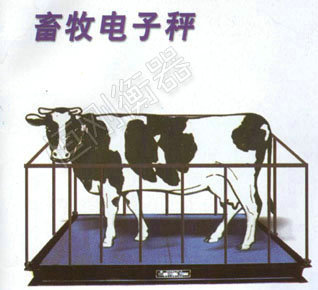 带围栏畜牧秤