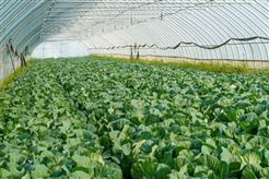 阳泉设施蔬菜机械化提质增效技术装备演示培训会在盂县举办